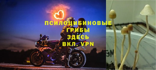 крисы Корсаков